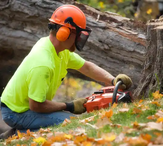 tree services Beaver Crossing